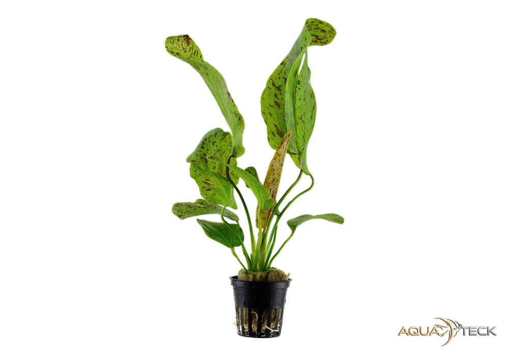Echinodorus 'Ozelot Green' aqua-teck