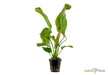 Echinodorus 'Ozelot Green' aqua-teck