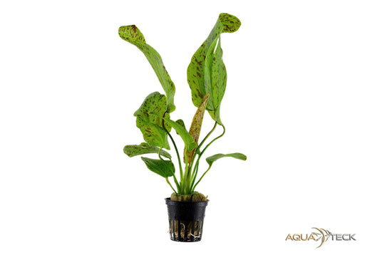 Echinodorus 'Ozelot Green' aqua-teck