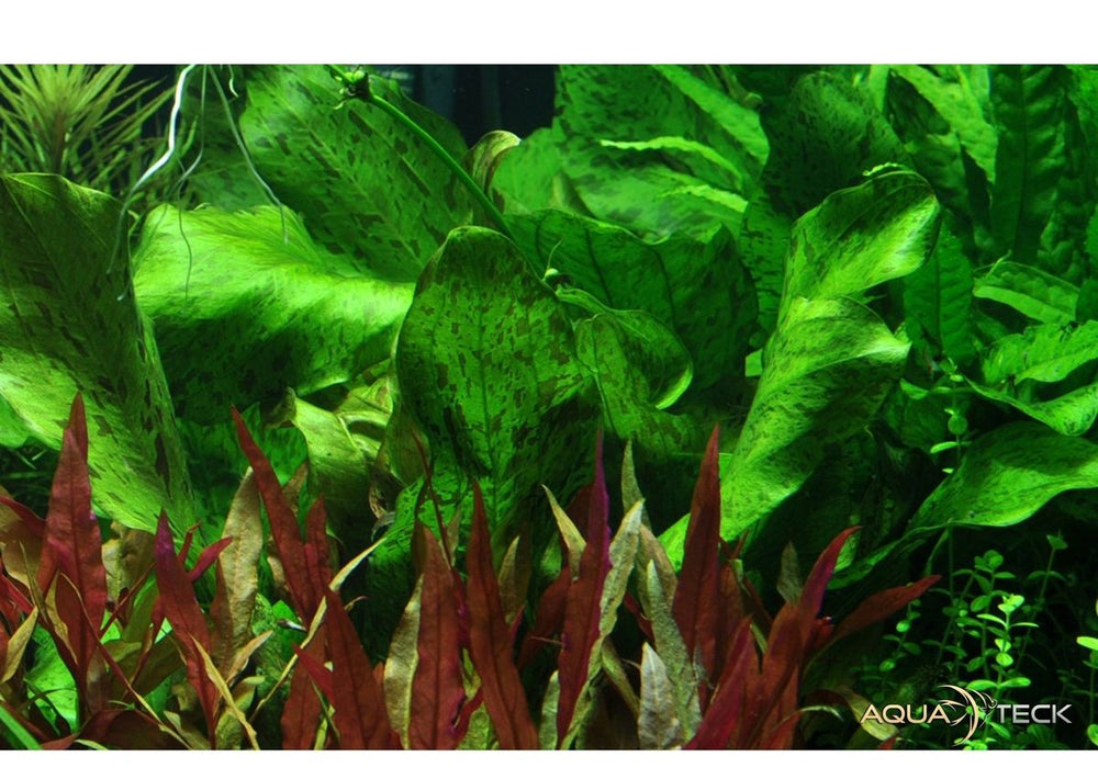 Echinodorus 'Ozelot Green' aqua-teck