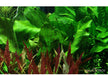 Echinodorus 'Ozelot Green' aqua-teck