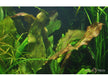 Echinodorus 'Ozelot'