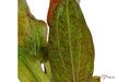 Echinodorus 'Ozelot'