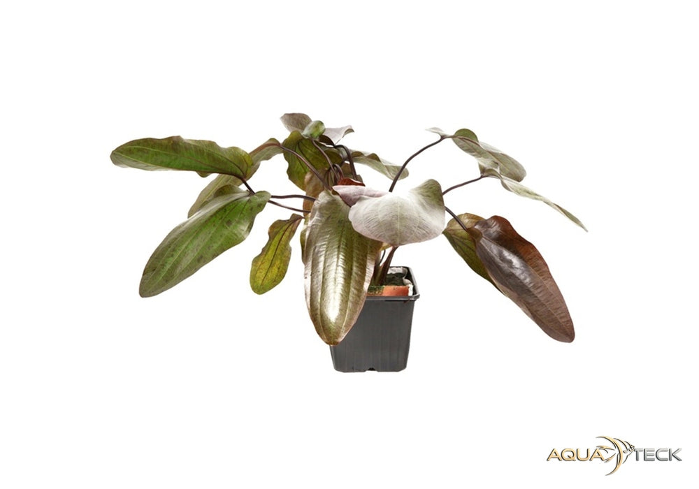Echinodorus 'Ozelot' XL
