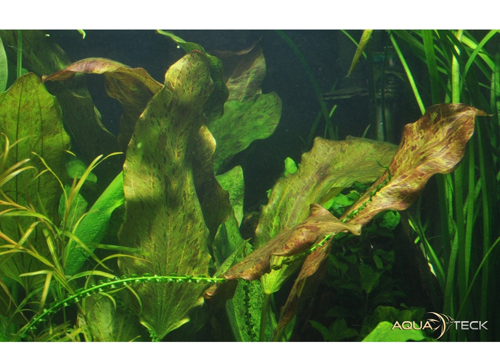 Echinodorus 'Ozelot' XL