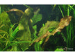 Echinodorus 'Ozelot' XL