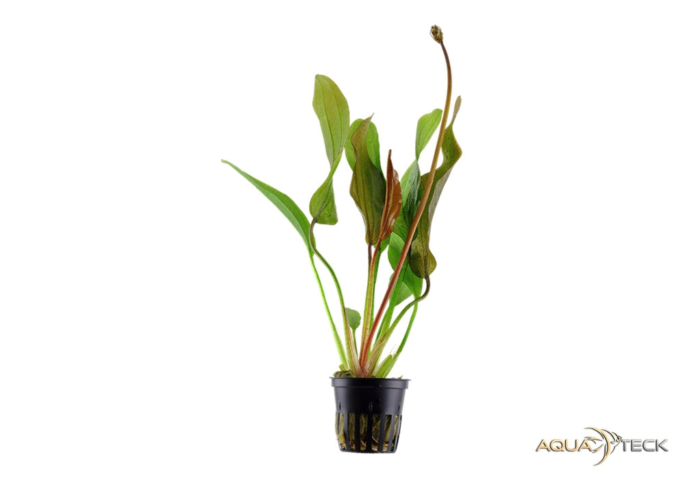 Echinodorus 'Red Diamond' aqua-teck