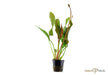 Echinodorus 'Red Diamond' aqua-teck