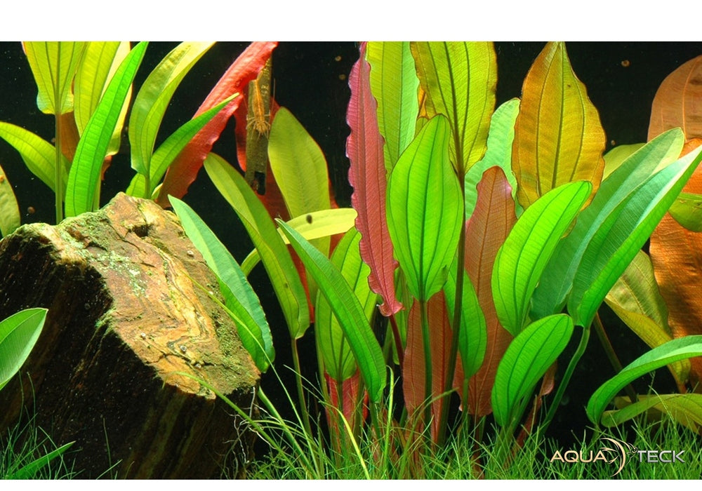 Echinodorus 'Red Diamond' aqua-teck