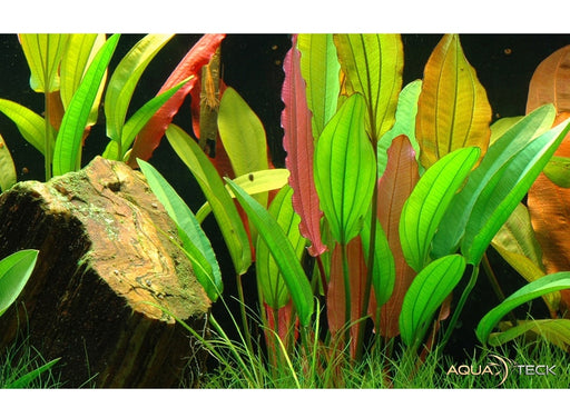 Echinodorus 'Red Diamond' aqua-teck