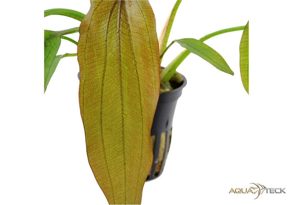 Echinodorus 'Red Diamond' aqua-teck