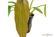 Echinodorus 'Red Diamond' aqua-teck