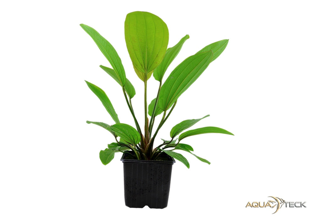 Echinodorus 'Rosé' aqua-teck