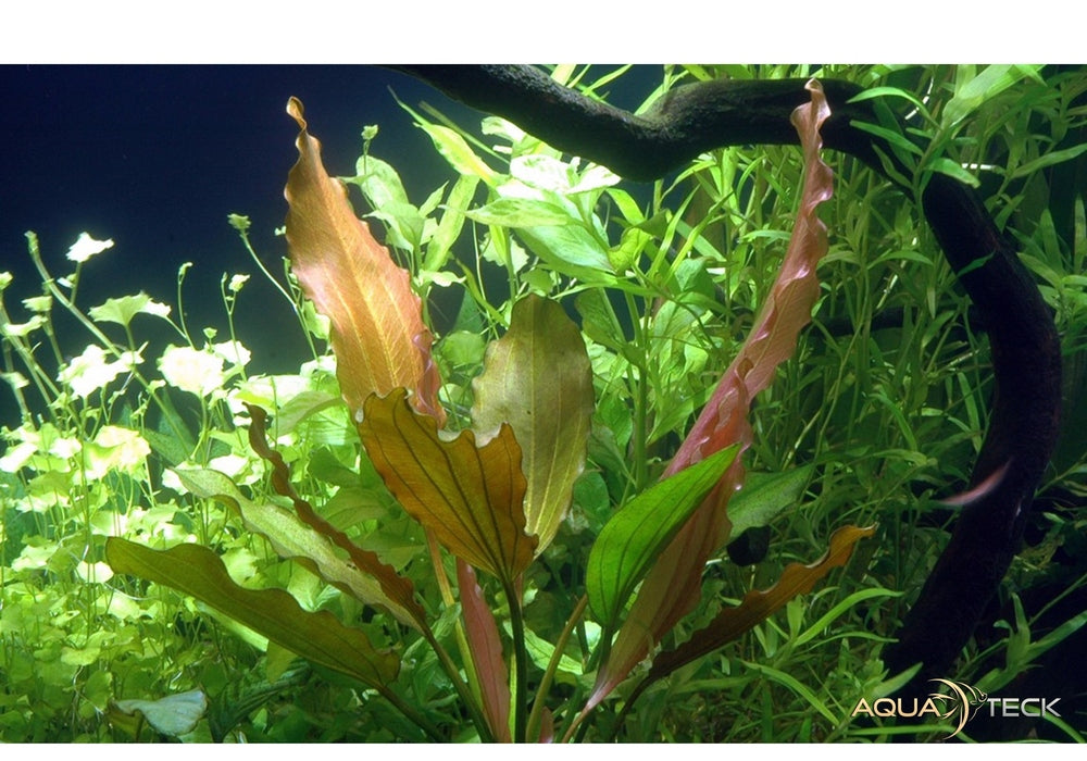 Echinodorus 'Rosé' aqua-teck