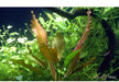 Echinodorus 'Rosé' aqua-teck