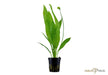 Echinodorus grisebachii 'Bleherae' aqua-teck