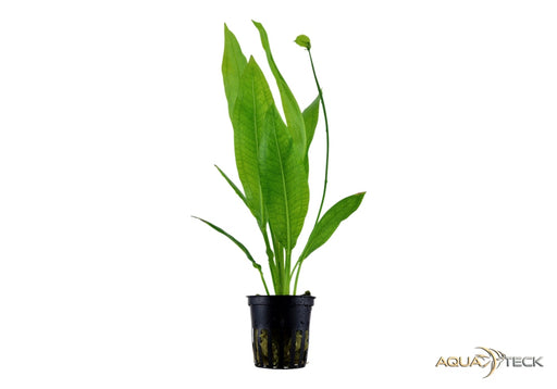 Echinodorus grisebachii 'Bleherae' aqua-teck