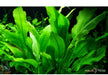 Echinodorus grisebachii 'Bleherae' aqua-teck