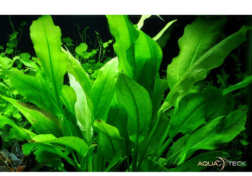 Echinodorus grisebachii 'Bleherae' aqua-teck
