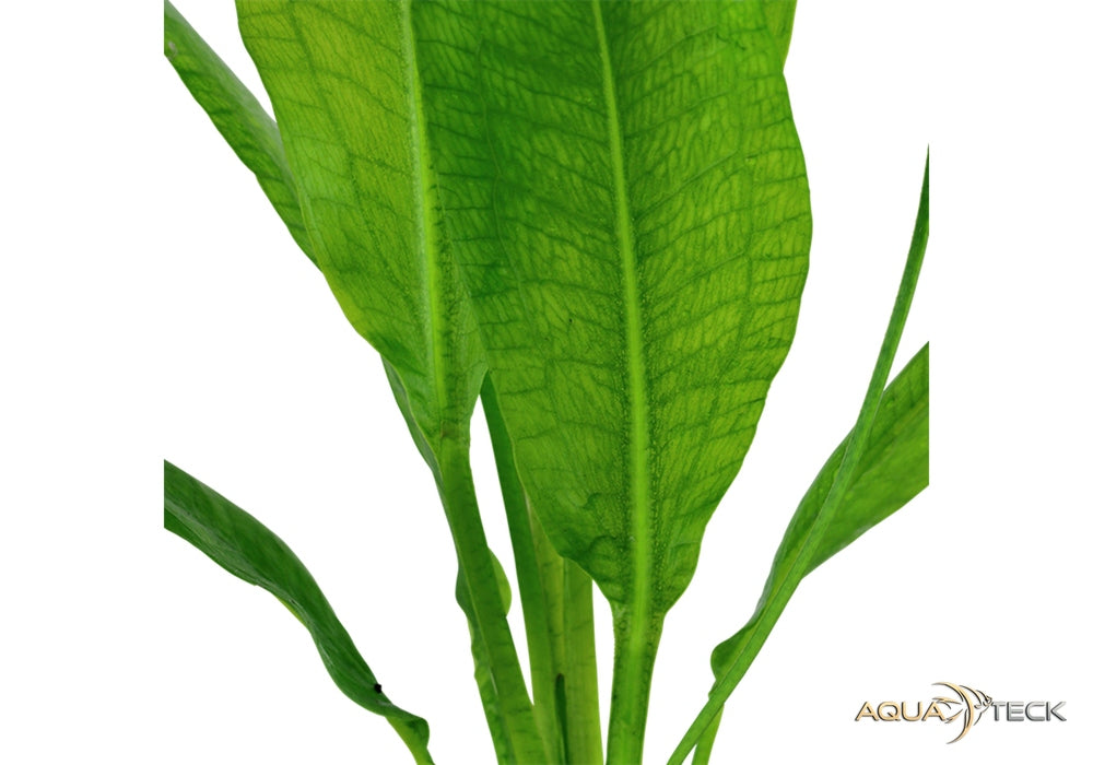 Echinodorus grisebachii 'Bleherae' aqua-teck