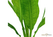 Echinodorus grisebachii 'Bleherae' aqua-teck