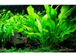 Echinodorus grisebachii 'Bleherae' XL