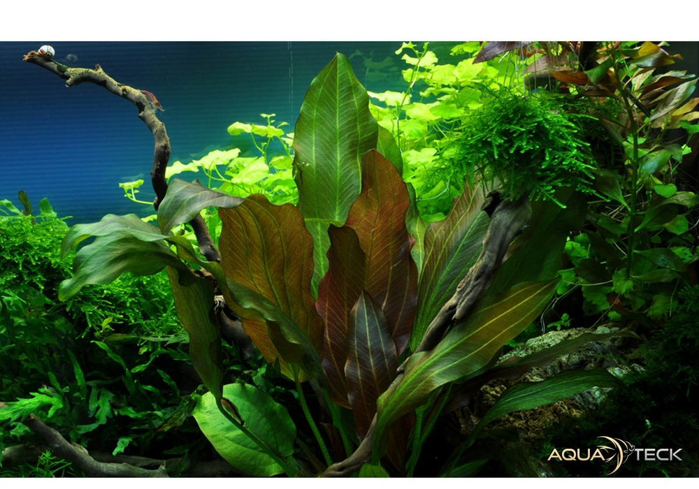 Echinodorus 'Reni'