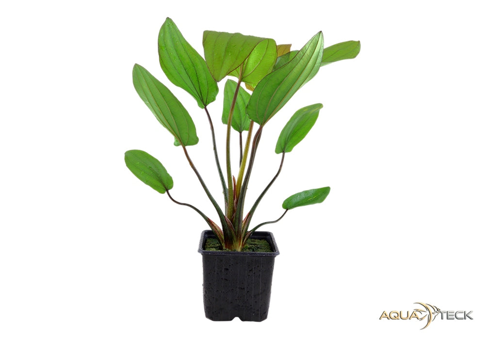 Echinodorus x barthii XL aqua-teck