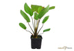 Echinodorus x barthii XL aqua-teck