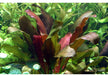 Echinodorus x barthii XL aqua-teck