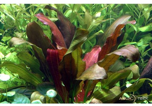 Echinodorus x barthii XL aqua-teck