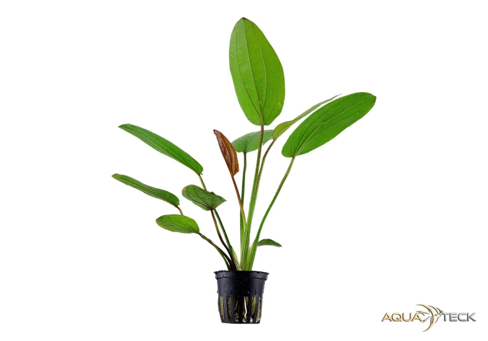 Echinodorus x barthii aqua-teck