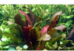 Echinodorus x barthii aqua-teck