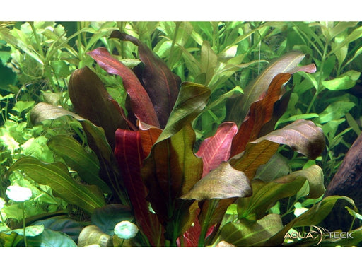 Echinodorus x barthii aqua-teck