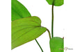 Echinodorus x barthii aqua-teck