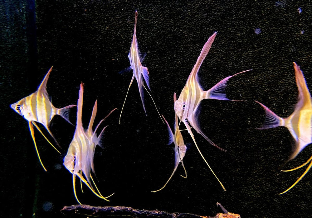 Echter Altum-Skalar 'Rio Inirida' - Pterophyllum altum