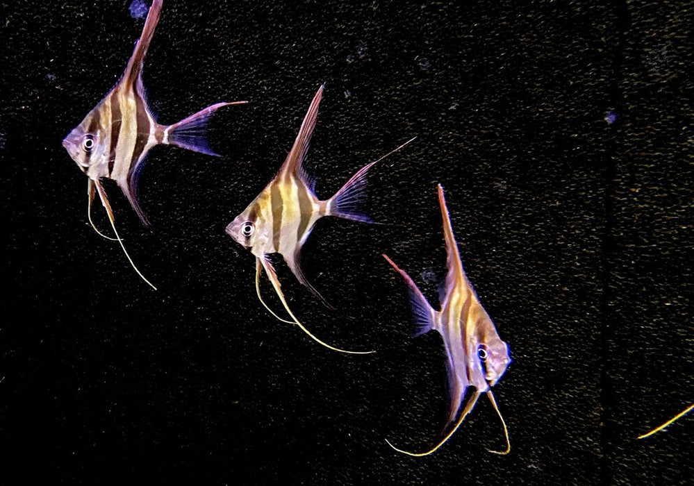 Echter Altum-Skalar 'Rio Inirida' - Pterophyllum altum