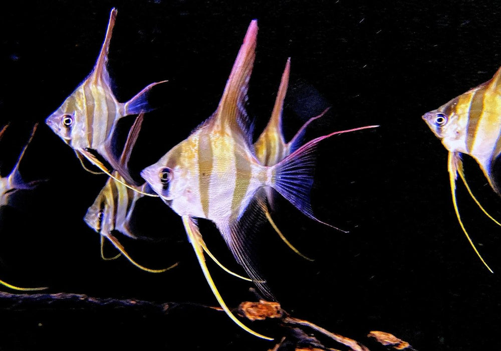 Echter Altum-Skalar 'Rio Inirida' - Pterophyllum altum