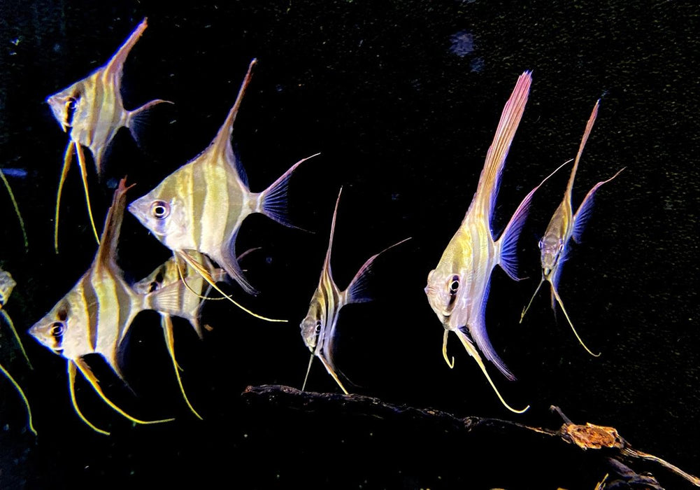 Echter Altum-Skalar 'Rio Inirida' - Pterophyllum altum