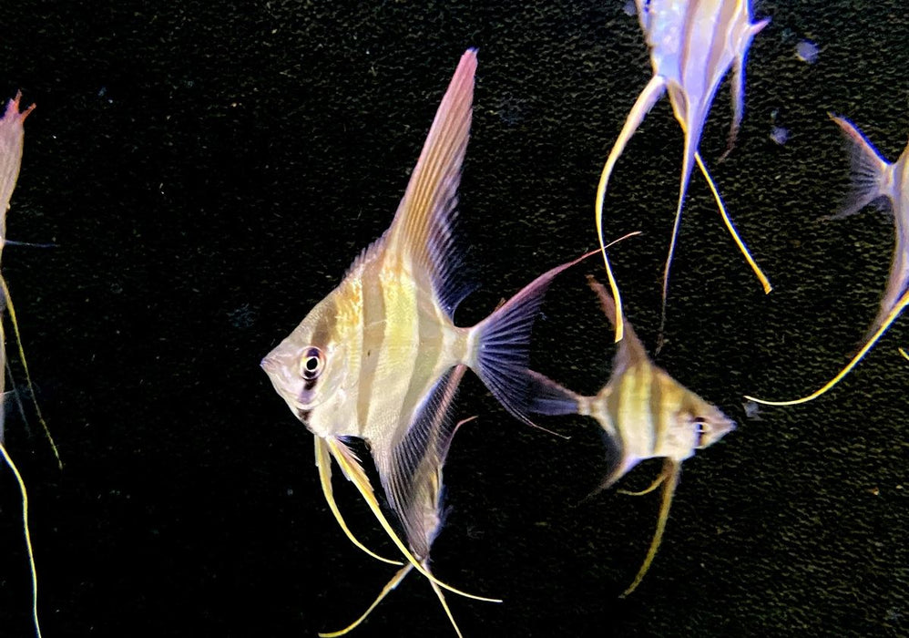 Echter Altum-Skalar 'Rio Inirida' - Pterophyllum altum