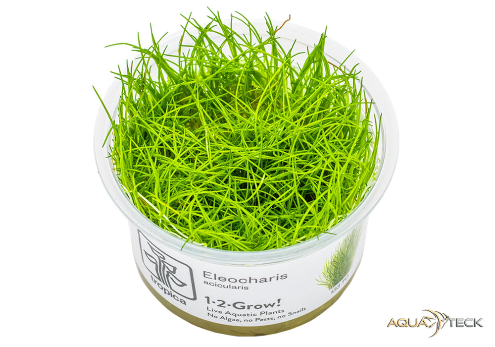 Eleocharis acicularis (InVitro)