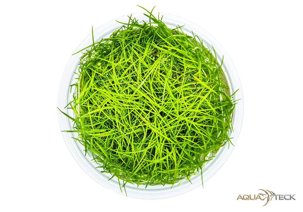 Eleocharis acicularis (InVitro)