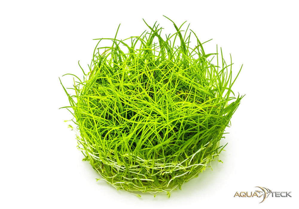 Eleocharis acicularis (InVitro)