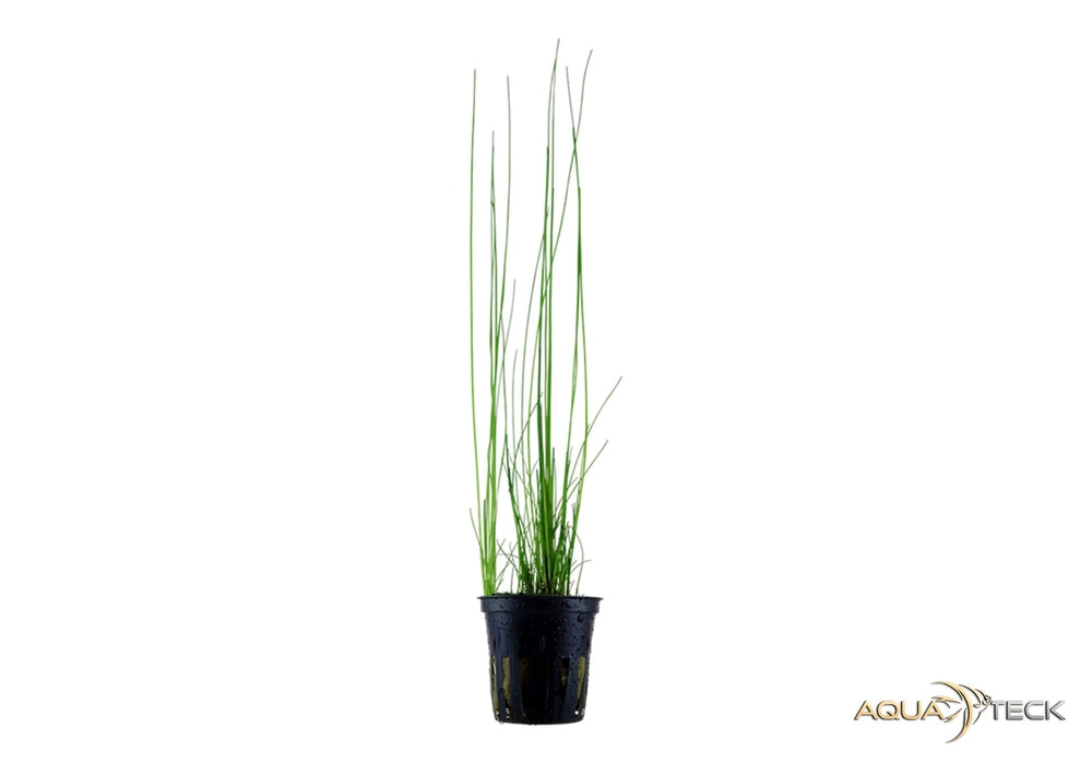 Eleocharis montevidensis aqua-teck