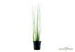 Eleocharis montevidensis aqua-teck