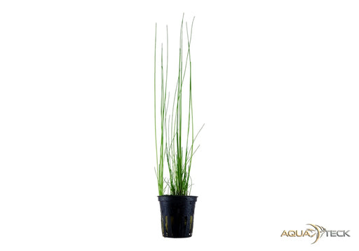 Eleocharis montevidensis aqua-teck
