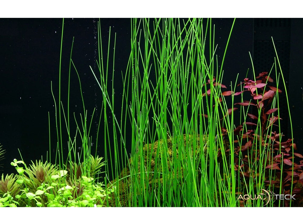 Eleocharis montevidensis aqua-teck