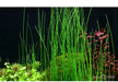 Eleocharis montevidensis aqua-teck