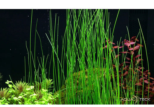 Eleocharis montevidensis aqua-teck