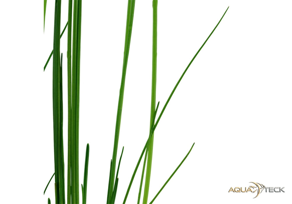 Eleocharis montevidensis aqua-teck
